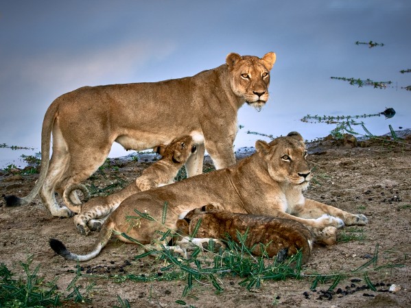 lion family by Andrew Wasik